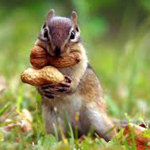 SQUIRRELS GO LIKE THIS - The Raging Idiots