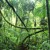 Artwork for Jungle Lust