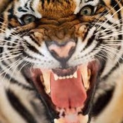 A Tiger ripped my arms off vol. 1