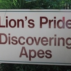 Lions and Apes