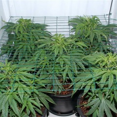 Indica- Unkle Profit (Pre-view)