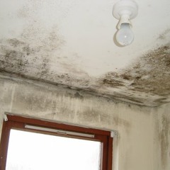 Chocolate Grinder Mix 86 - Rising Damp