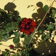 Bylam Roza (Kayah & Bregovic Cover)