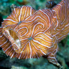 Psychedelic Frogfish