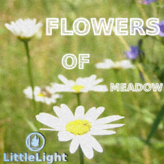 Flowers Of Meadow