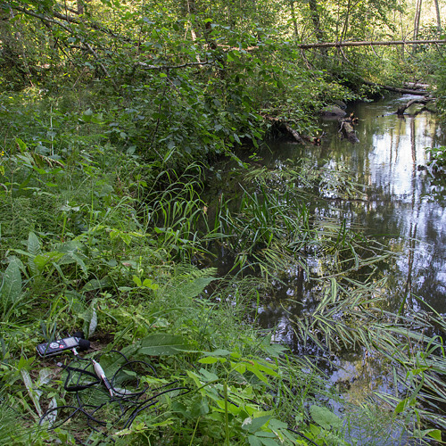 song of the water boatman