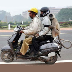 Monkey On A Moped 36