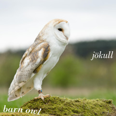 jökull - barn owl