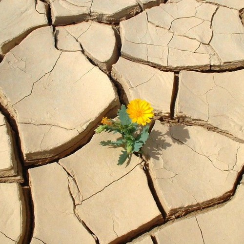 Ling Ling - We're Going to Survive