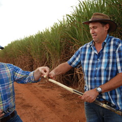 Efforts to Reinvigorate Sugar Ethanol for Cars in Brazil