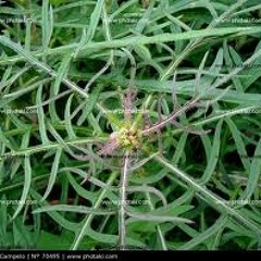 Mala Hierba - Diego Palma y Milagros Casaverde - Playa del Carmen 2010