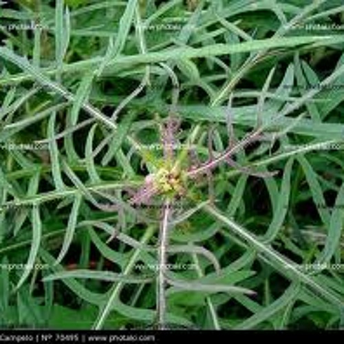 Mala Hierba - Diego Palma y Milagros Casaverde - Playa del Carmen 2010