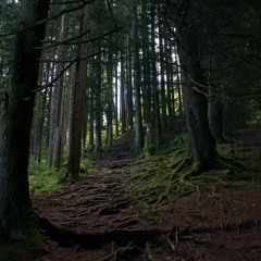 Mit Blick In Den Wald