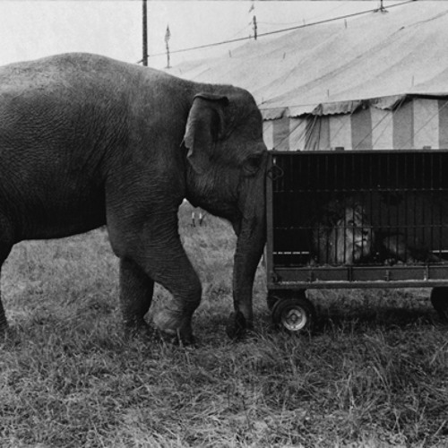 Is This The Circus...I Thought So...