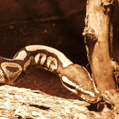 Le serpent à sornettes
