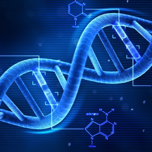 David Meiser - DNA