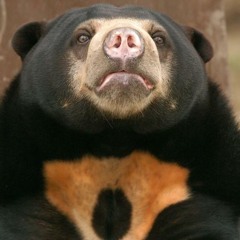 G.Latino aka I.Dot- Bear Riddim