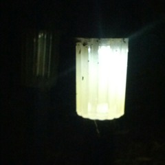 Frogs at Surfside Beach