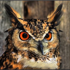 Chouette Playlist de Strigidae #14