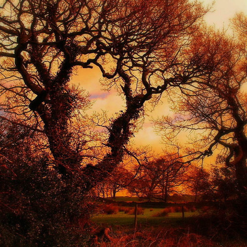 Just to Fall (In Love With You)