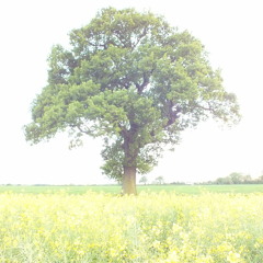 The Black Keys - Lonely Boy (Acoustic Cover) Iphone Recording!