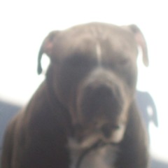 what u no bout a trap freestyl