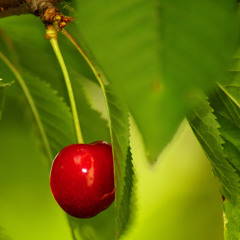 Черешні... Ммм... Cereza... Mmm... Cheries.. Mmm... Lounge...