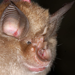 Greater Horseshoe Bat