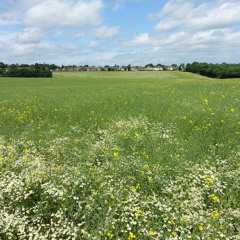 Summer Inspirations - Luke Freeman