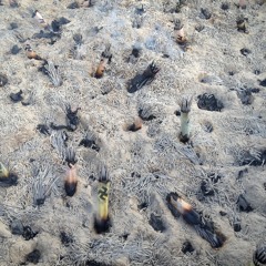 STRFKR / Malmo (new mistakes Remix)rough