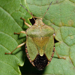 Nobody Is Listening To You