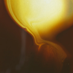 Lotus Flower