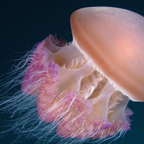 Stream Once Again Original Mix Free Download By Grease Trap Dj