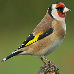 Suara Burung Goldfinch