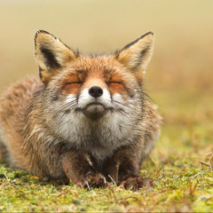 Dusky VS. Marlon Hoffstadt, Dansson - Nobody Else Shake That (Oljemark BootMash) ***PREVIEW***