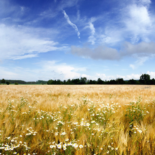 Summer Days (Original Mix)