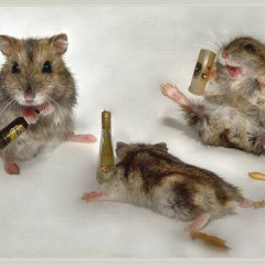 Regluar Basis - Three Drunk Mice ***Free Downlaod