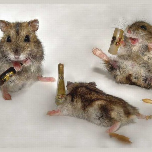 Regluar Basis - Three Drunk Mice ***Free Downlaod