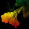Top Reggae