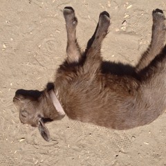 Look At My Cell Fone Sound,Straight up nothingness