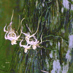 . . . With Things In the Room - Nectar Ghost (KAG Experimental Sounds Vol. 2)