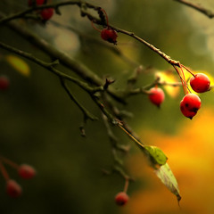 2010  الملك ملك الله  - حسن الاسمر