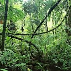Summer in the Jungle
