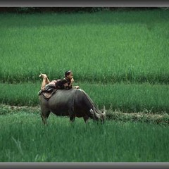 ลูกทุ่งลุยนา 13550403