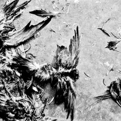 Sucia_Paloma. Deeseka Ft Denocs (beat D. spray)