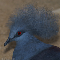 Victoria Crowned Pigeon