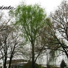 Lastra ft ewok (vsc) Laberinto (beat esete) cuadroescrito