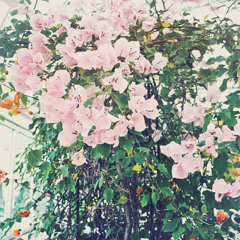 Kinny & Horne- Dignity