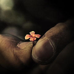 Simplenmente (maketa) Thafoking.samples Con Riser