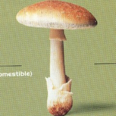 KooBaZ - Hüpnootilised seened